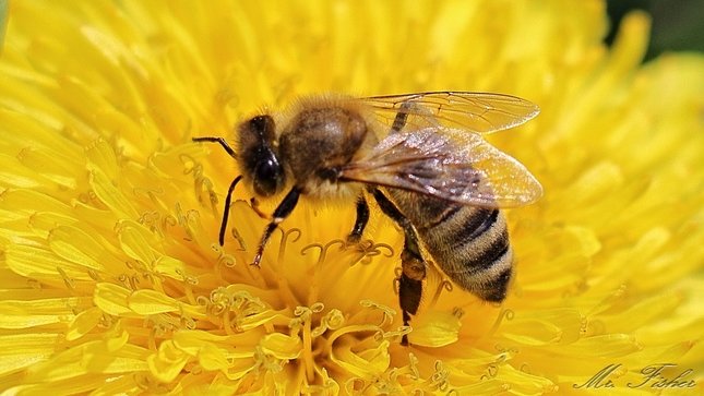 Kvety a včely sú nerozlučná dvojica